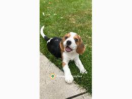 Regalo Beagle whatsapp 632004659