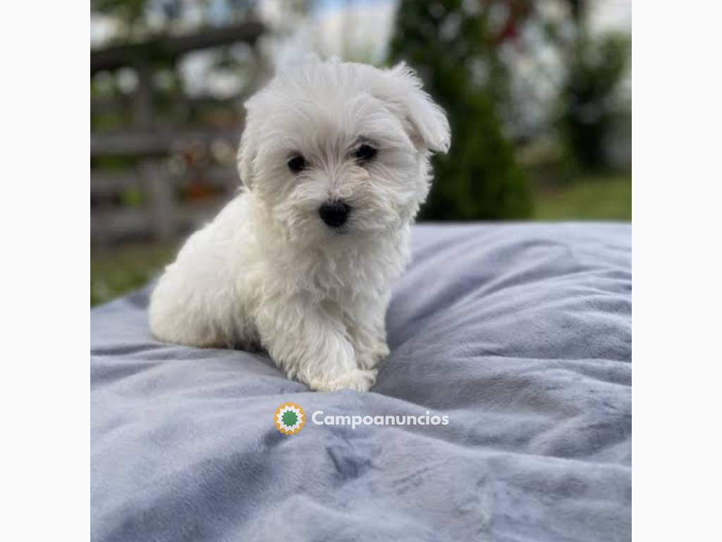 REGALO BICHON MALTES CACHORROS TOY 4t en Tenerife