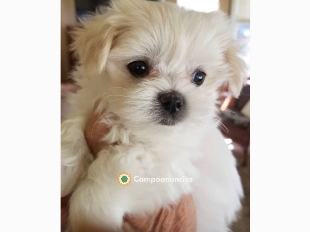 Regalo Bichon Maltes Mini Para Adopcionh en Huesca