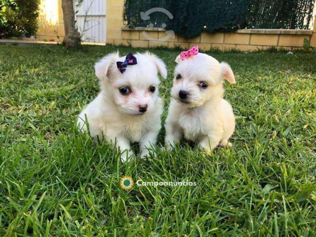 REGALO BICHON MALTES MINI TOY CACHORROS  en Ourense