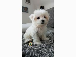 Regalo bichon maltes toy disponibles