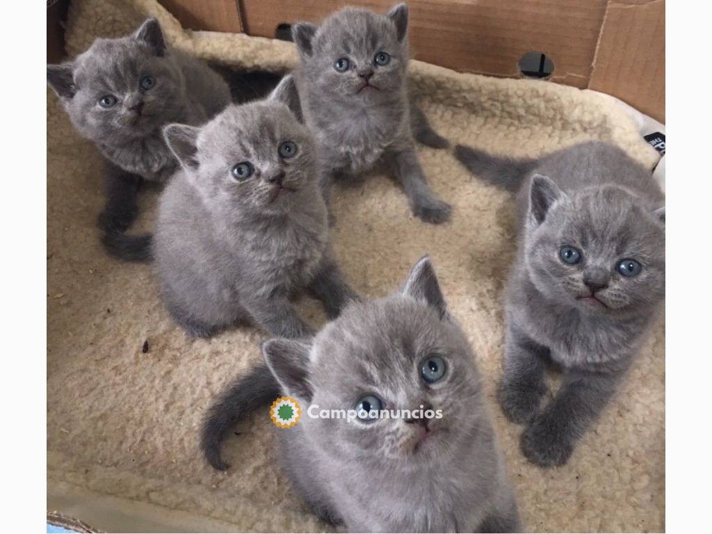 Regalo Bonitos Gatitos Británico de pelo en Toledo