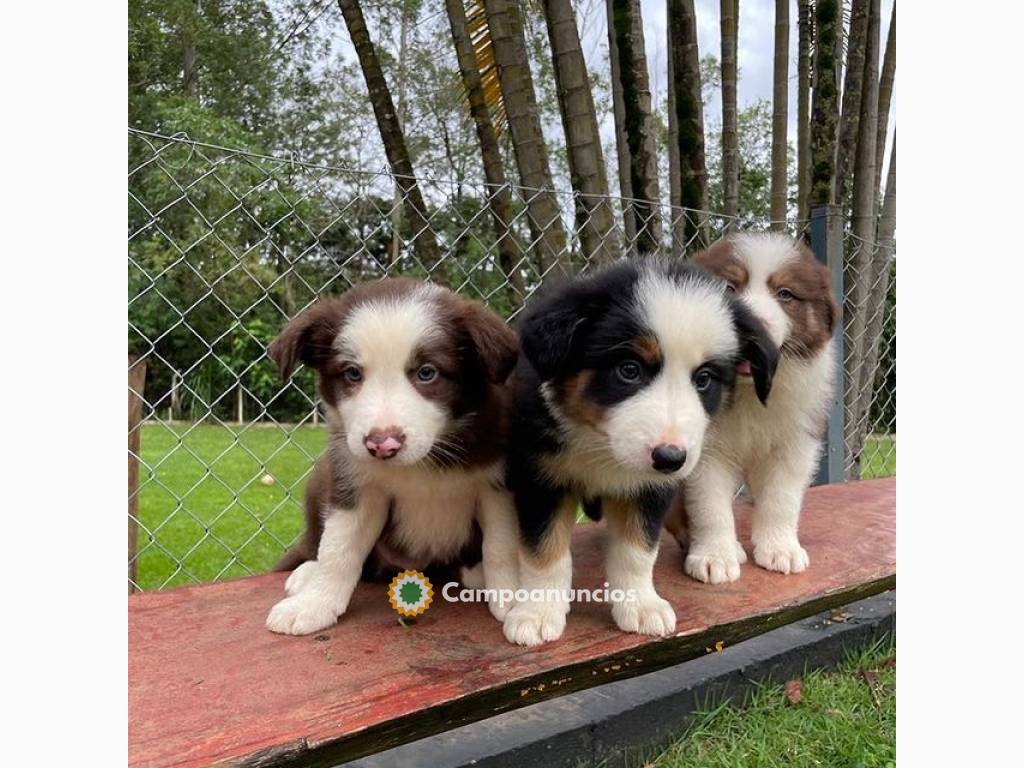 REGALO BORDER COLLIE CACHORROS en Huesca