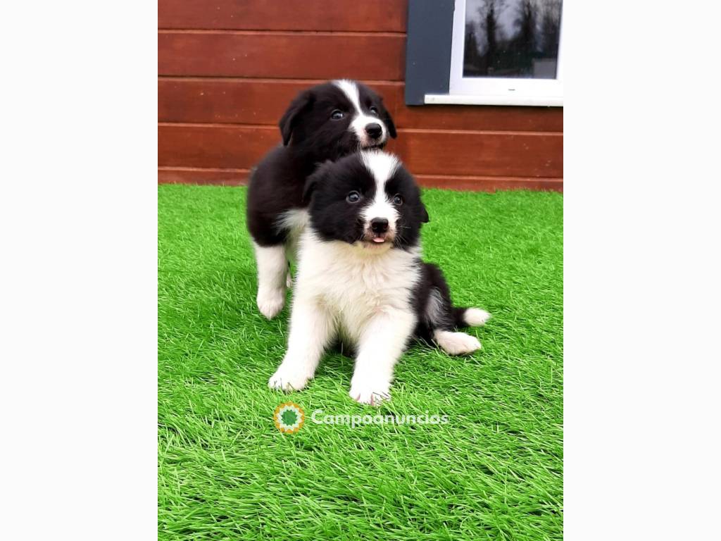 Regalo Border collie whAtsapp 631529689 en Huesca