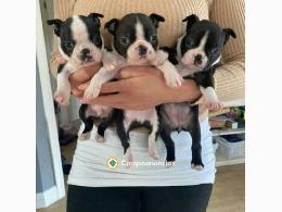 Regalo Boston Terrier – Adopción Respons