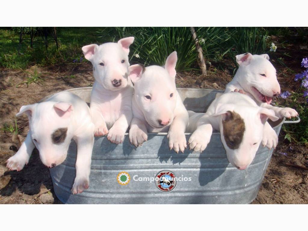 Regalo Bull Terrier – Adopción Responsab en Cantabria