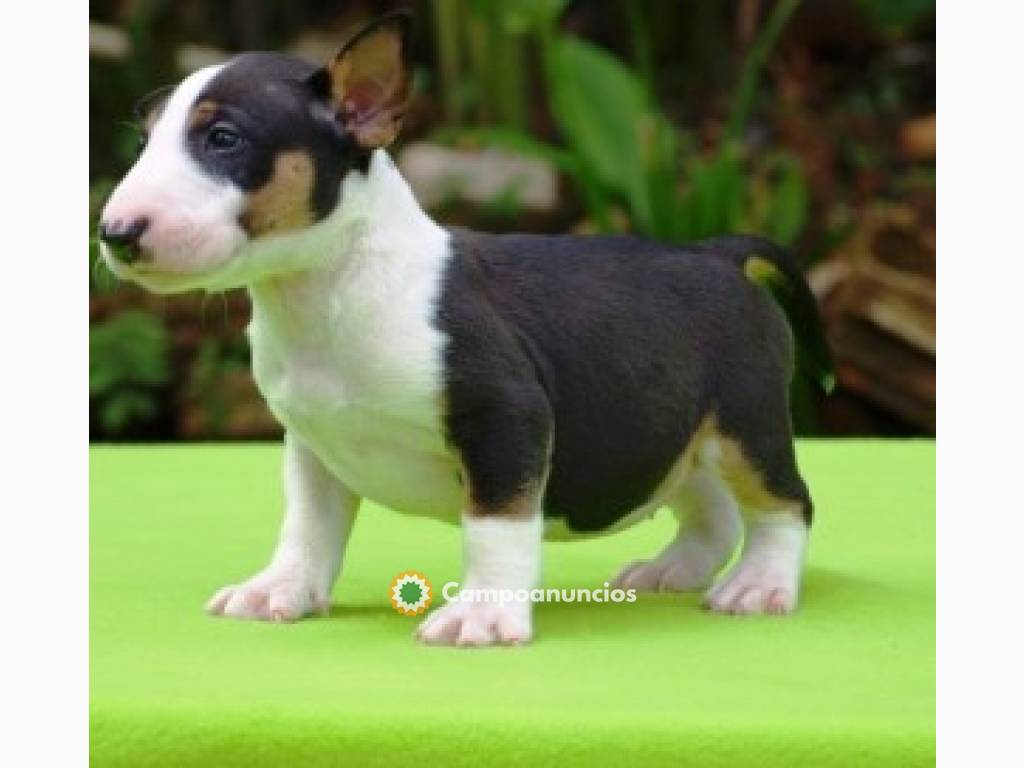 REGALO BULL TERRIER CACHORROS mi whatsap en Huesca