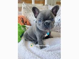 Regalo bulldog francés disponibles