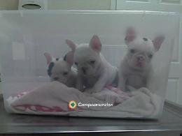 REGALO BULLDOG FRANCES Y INGLES