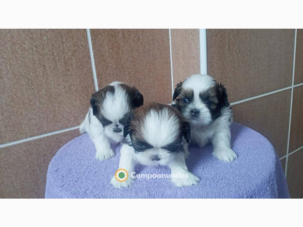 Regalo cachoros ShihTzu whAtsap631427630 en Toledo