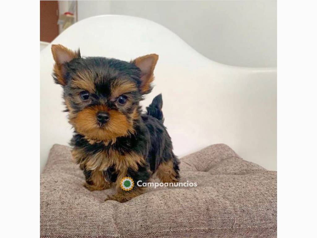 Regalo cachorritos de yorkshire Terrier en Huesca