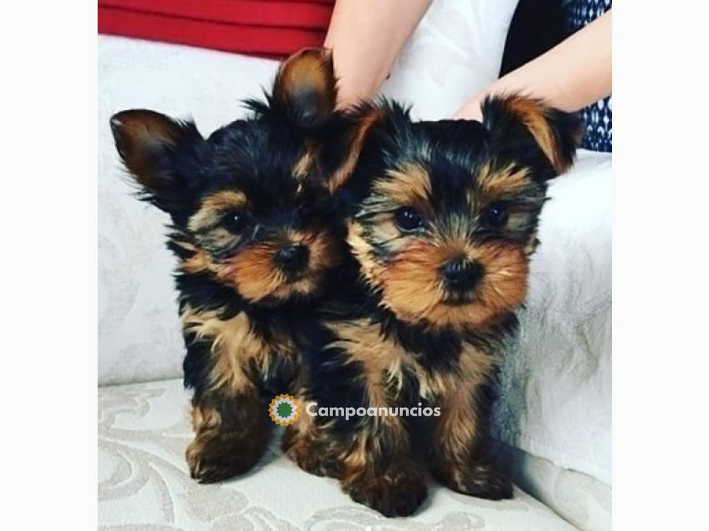 Regalo cachorritos de yorkshire Terrier en Toledo