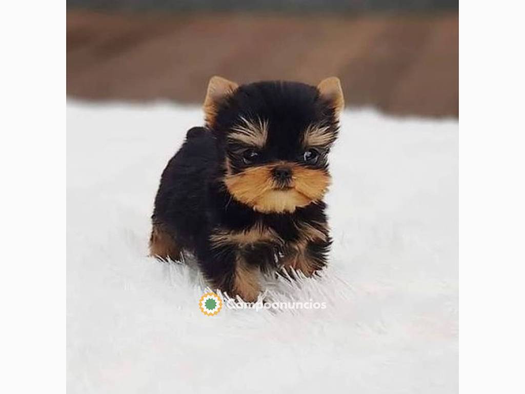 Regalo cachorritos de yorkshire Terrier en Tenerife