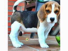 Regalo cachorro Beagle para adopcion