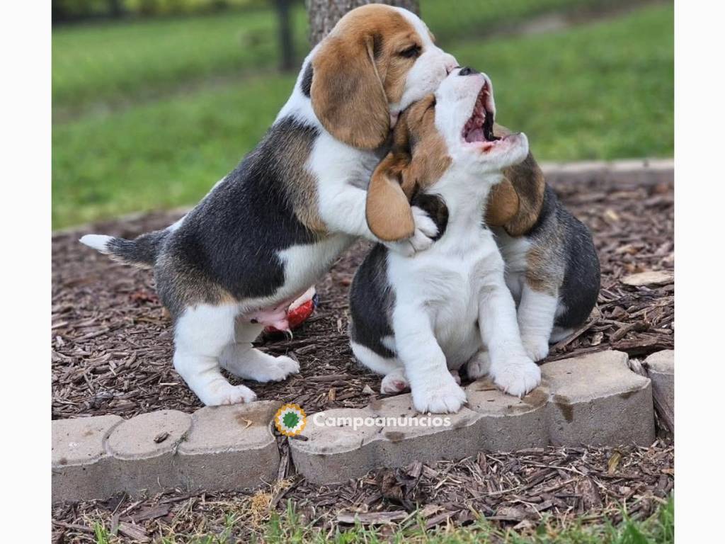 Regalo cachorro Beagle para adopcion en Cáceres