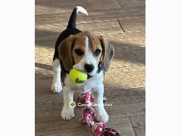 Regalo cachorro Beagle para adopcion