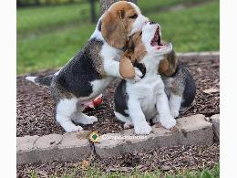 Regalo cachorro Beagle para adopcion
