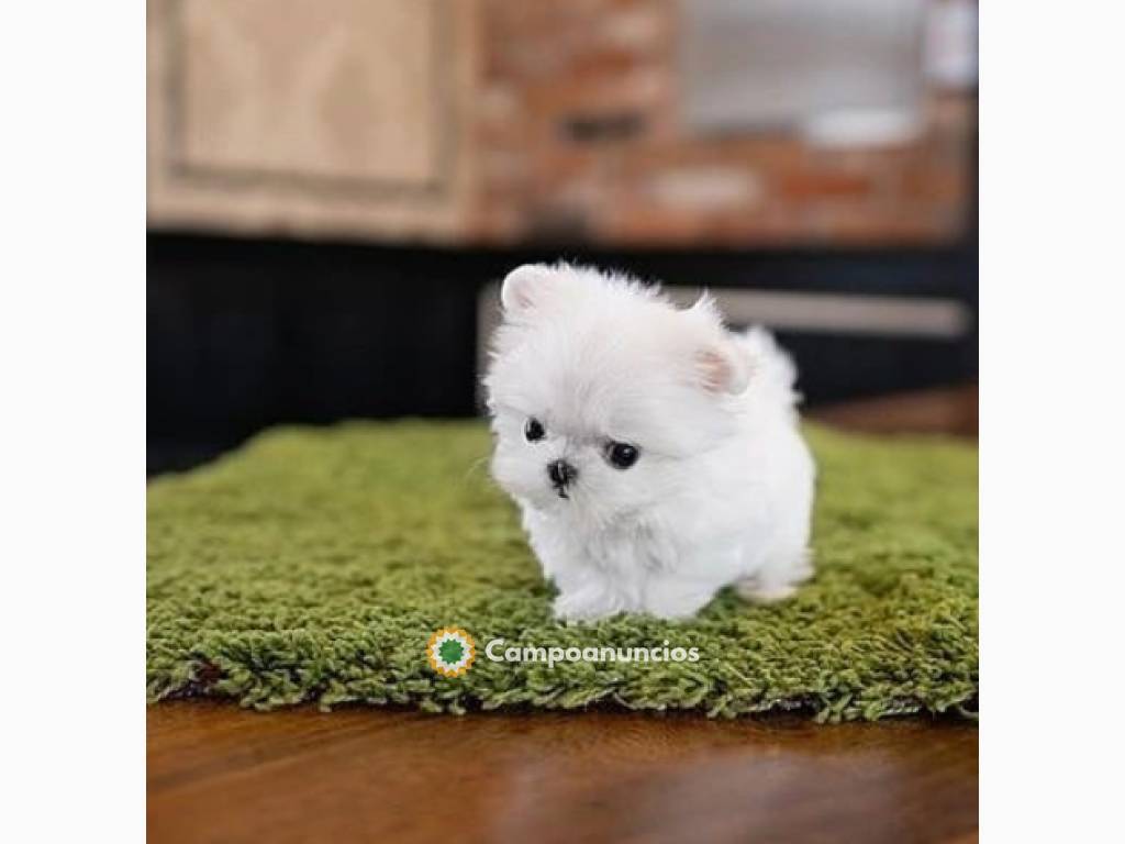 Regalo cachorro de bichon maltes mini en Albacete