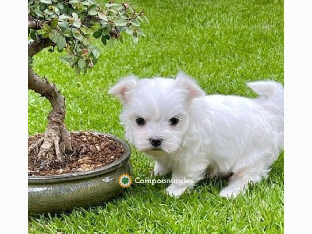 Regalo cachorro de bichon maltes mini en Huesca