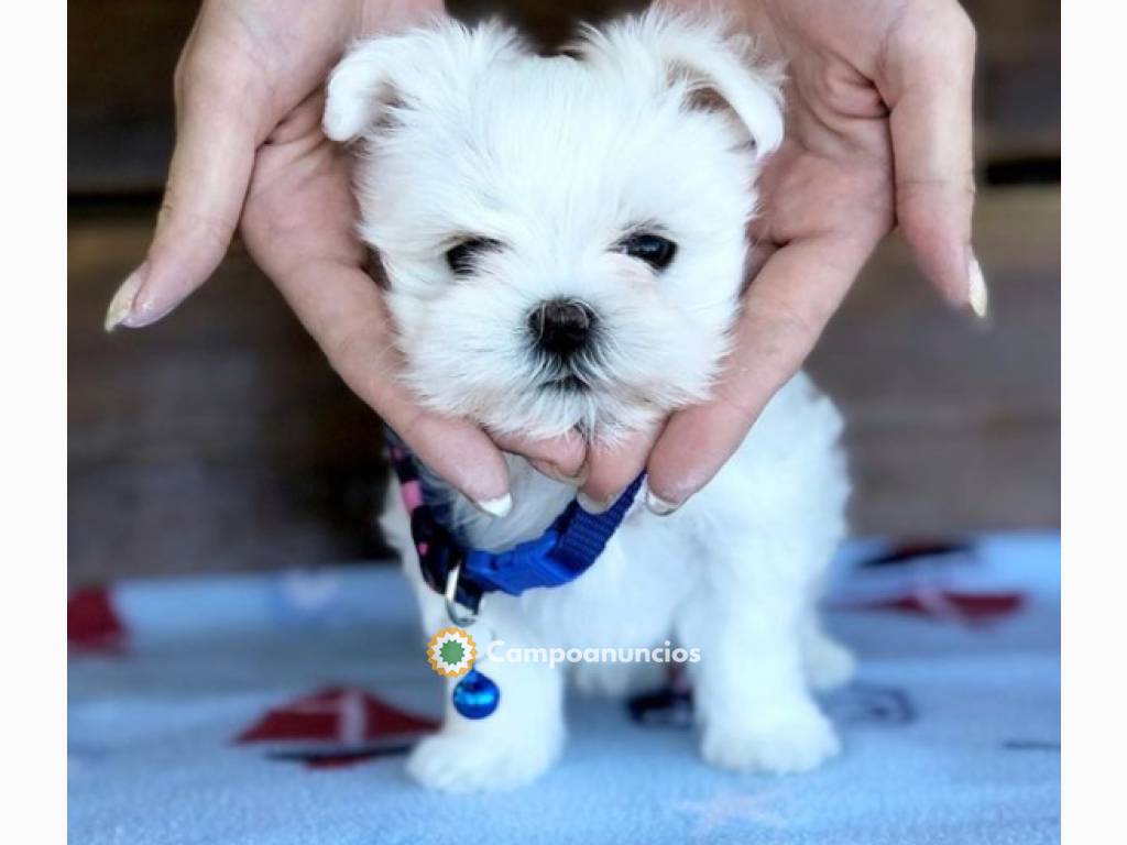 Regalo cachorro de bichon maltes mini en Ourense