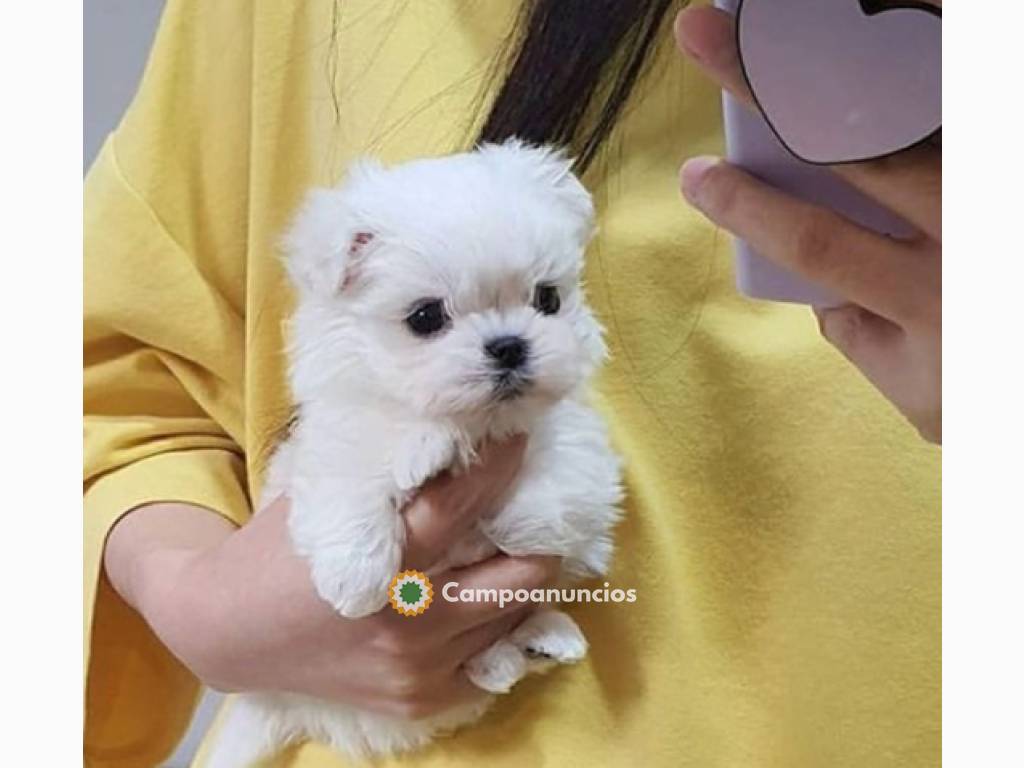 Regalo cachorro de bichon maltes mini en Toledo