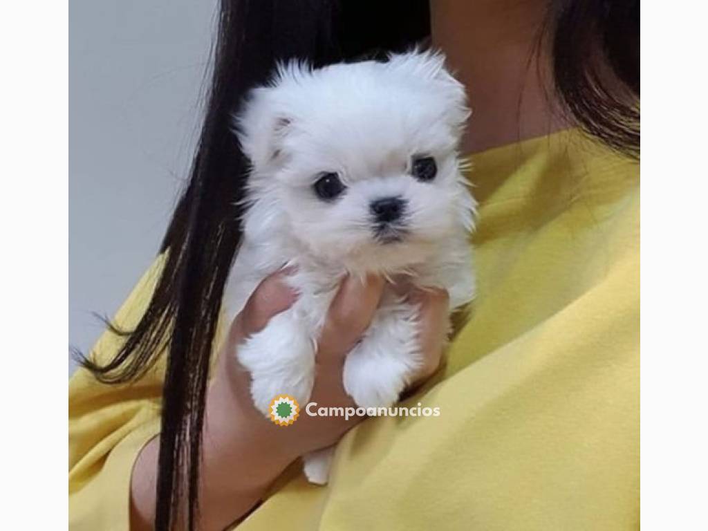 Regalo cachorro de bichon maltes mini en Tenerife