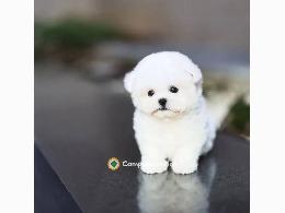 Regalo cachorro de Bichon Maltes Mini 