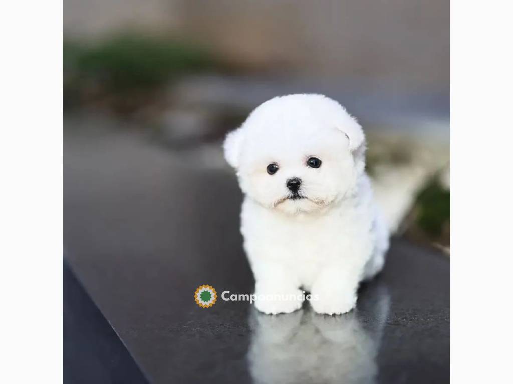 Regalo cachorro de Bichon Maltes Mini  en Murcia