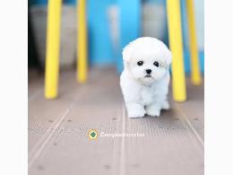 Regalo cachorro de Bichon Maltes Mini 