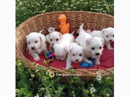 Regalo cachorro de Bichon Maltes Mini 
