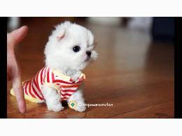 REGALO cachorro de Bichon Maltes Mini