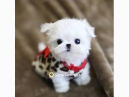 REGALO cachorro de Bichon Maltes Mini