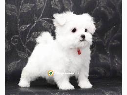 REGALO cachorro de Bichon Maltes Mini