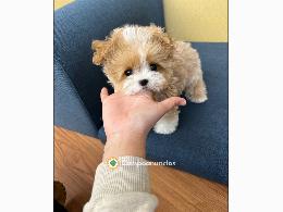 Regalo cachorro de caniche en adopcion