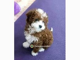 Regalo cachorro de caniche en adopcion