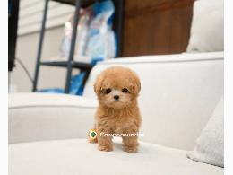 Regalo cachorro de caniche en adopcion