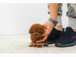 Regalo cachorro de caniche en adopcion