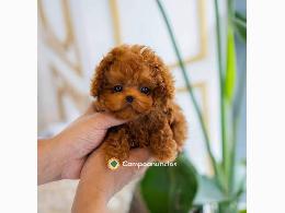 Regalo cachorro de caniche en adopcion