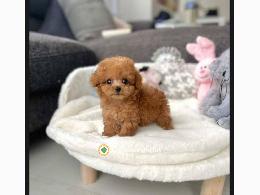 Regalo cachorro de caniche en adopcion