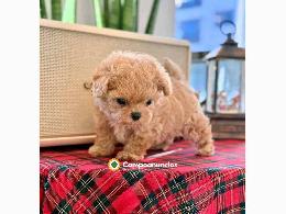 Regalo cachorro de caniche en adopcion