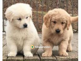 Regalo cachorro de GOLDEN RETRIEVER
