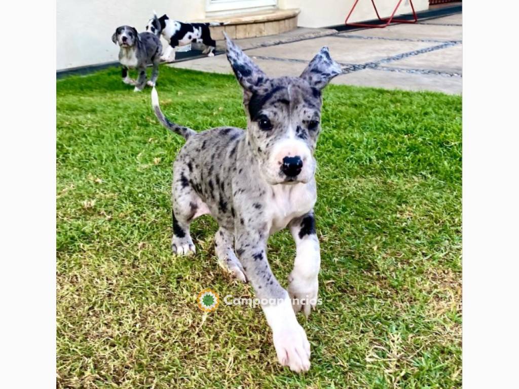 Regalo CACHORRO de gran danés en adopcio en Tarragona