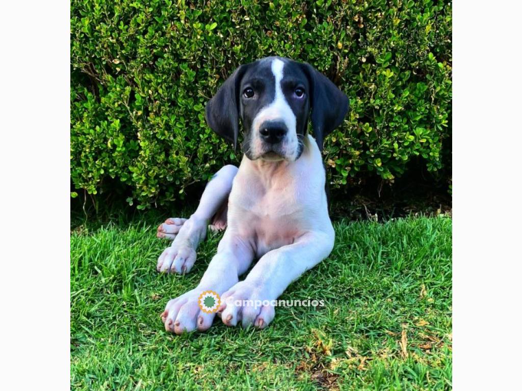 Regalo CACHORRO de gran danés en adopcio en Soria