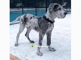 Regalo CACHORRO de gran danés en adopcio