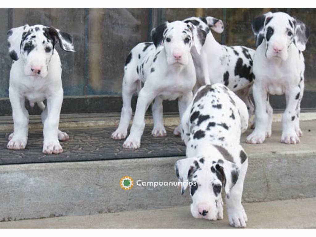 Regalo CACHORRO de gran danés en adopcio en Alicante