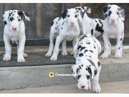 Regalo CACHORRO de gran danés en adopcio