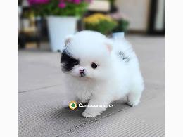  REGALO CACHORRO DE POMERANIA MINI