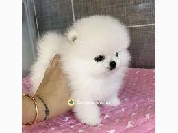 REGALO CACHORRO DE POMERANIA MINI