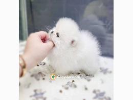 REGALO CACHORRO DE POMERANIA MINI