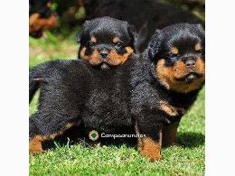 Regalo Cachorro de Rottweiler para adopc